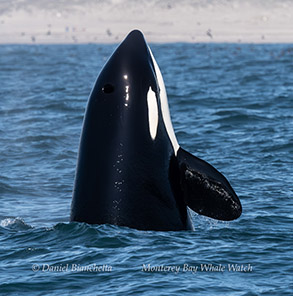 a whale jumping out of the water
