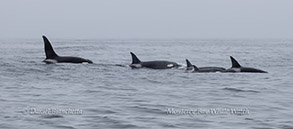 a bird flying over a body of water