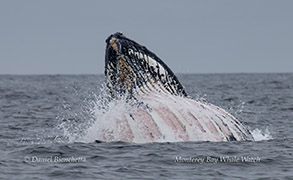 a whale jumping out of the water
