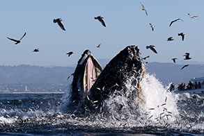 a flock of seagulls flying over a body of water