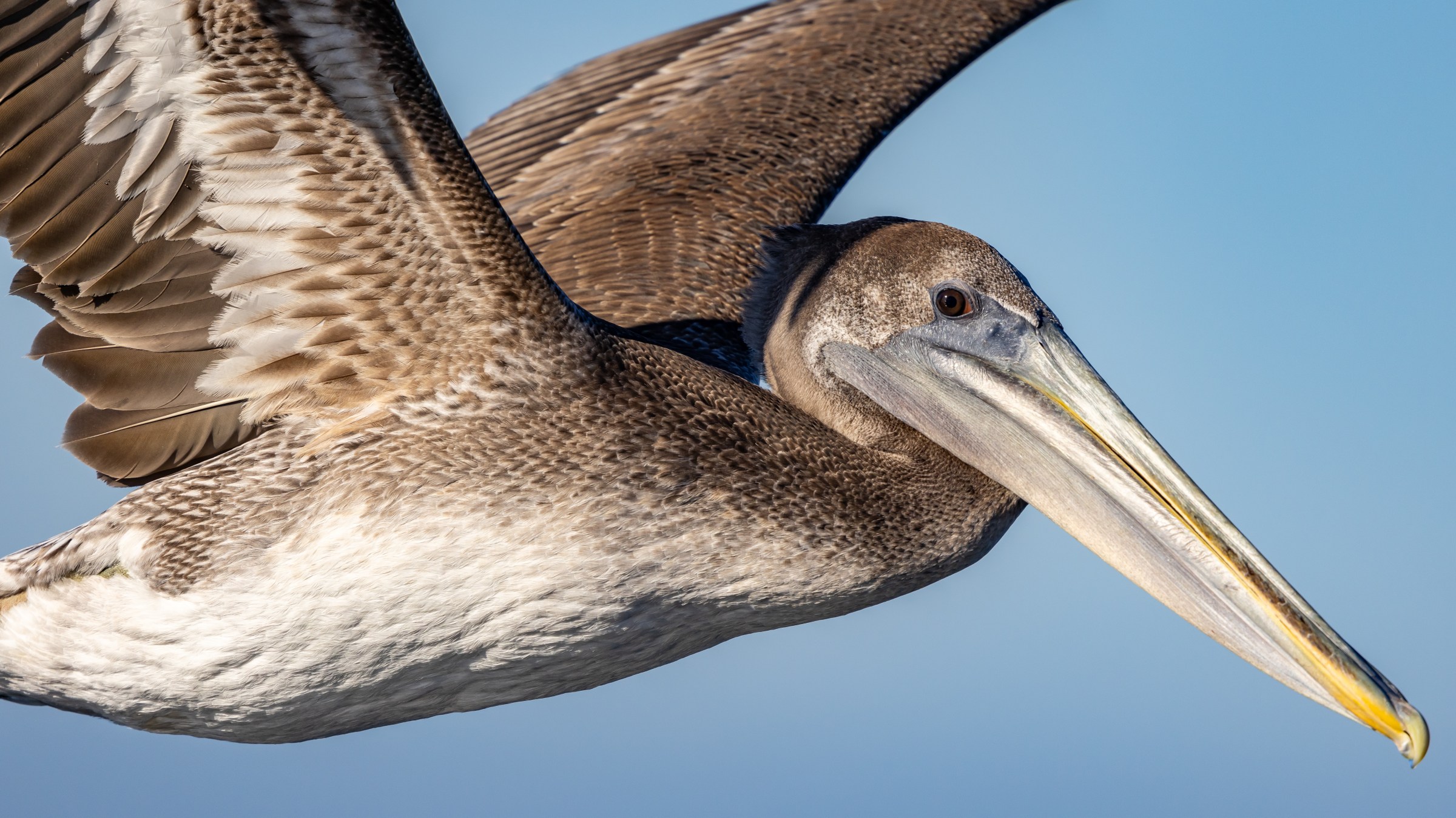 brown pelican flying by very closely at eye level