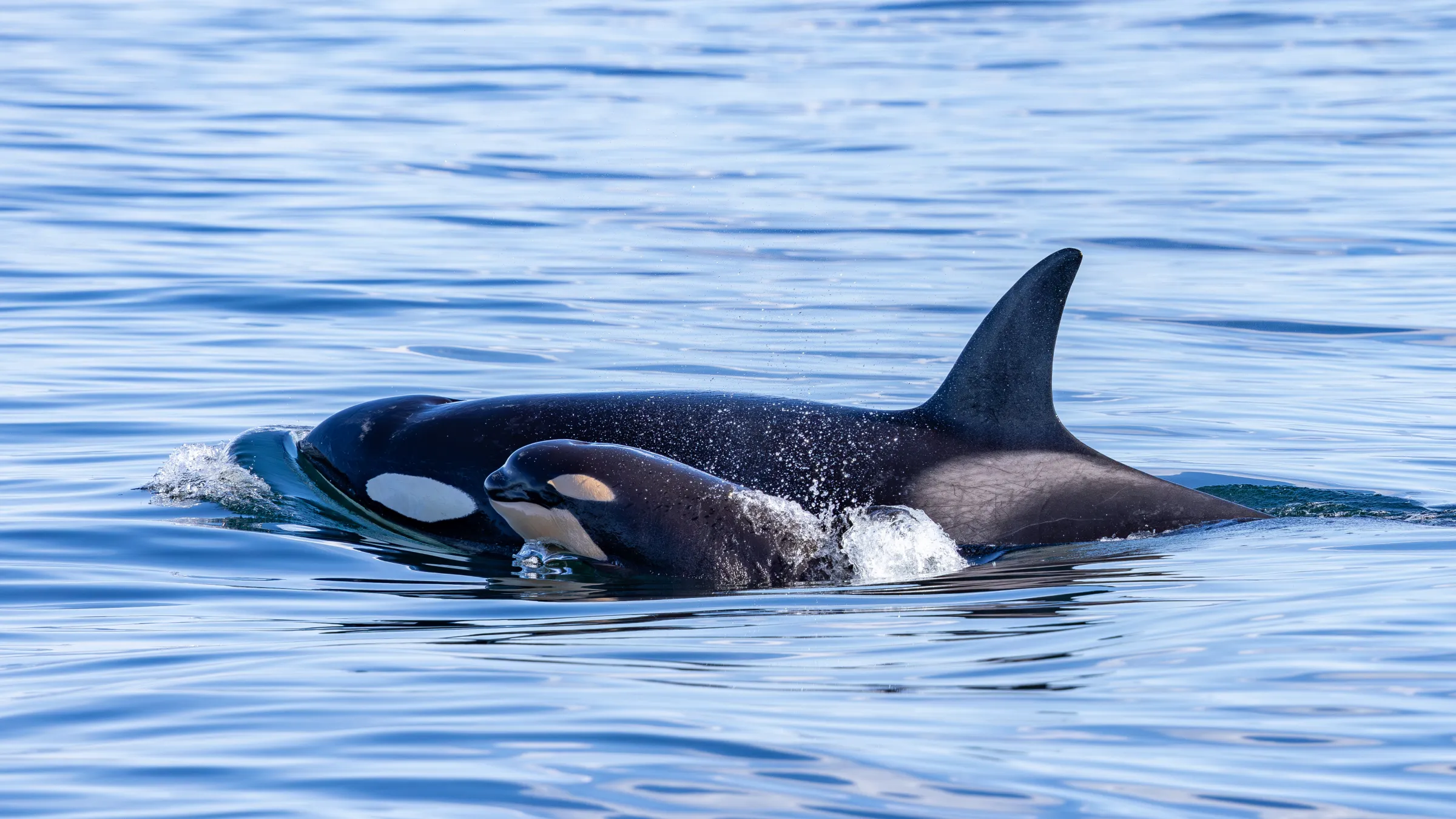 mother orca surfacing with her small calf by her side