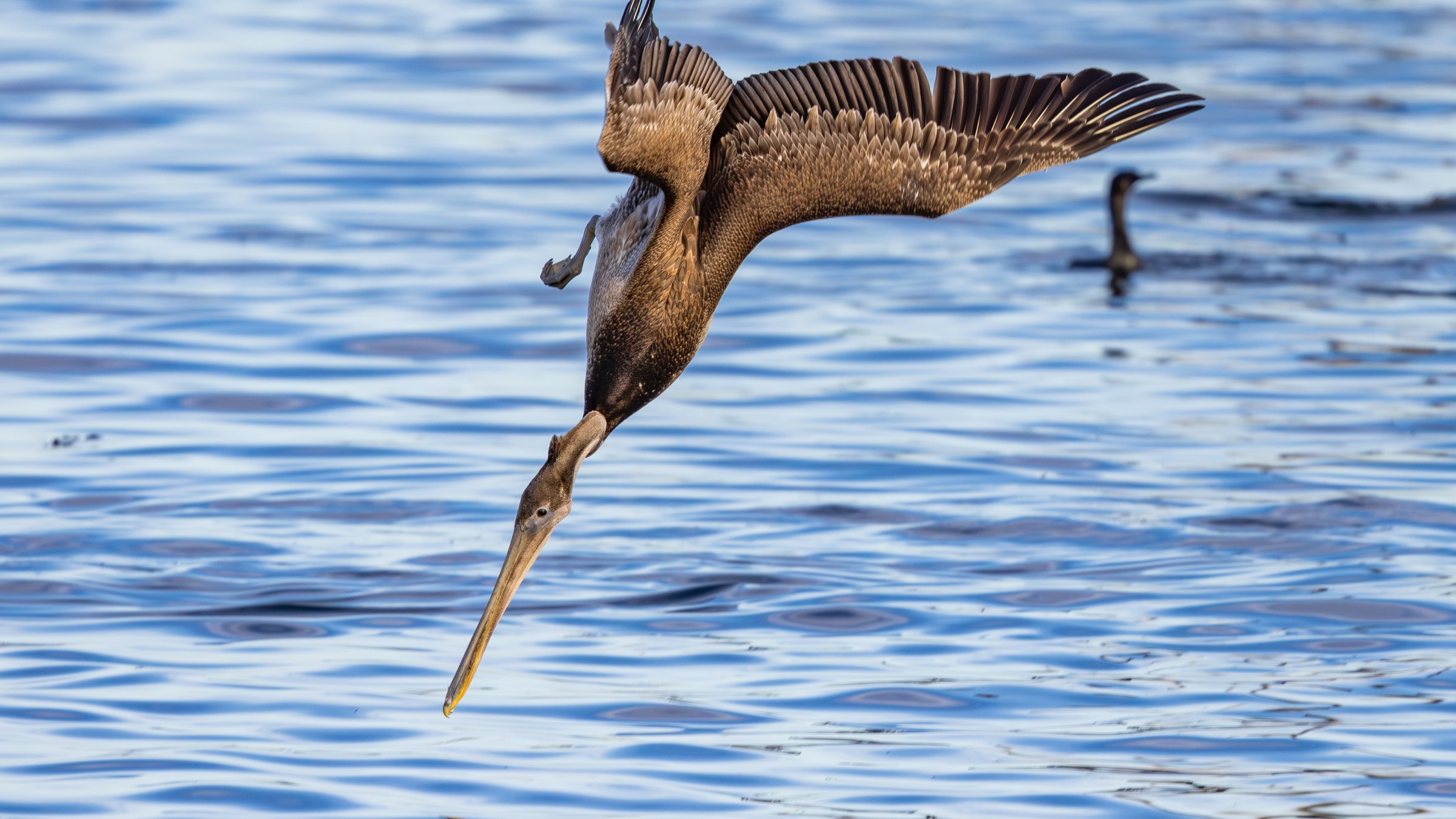 brown pelican plunge diving into the water