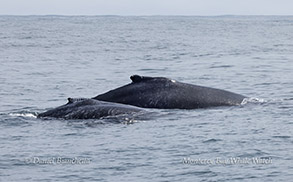 a whale swimming under water