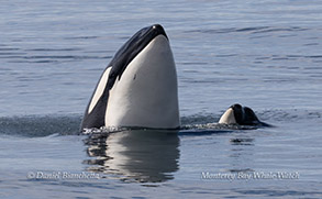 a dog swimming in a body of water