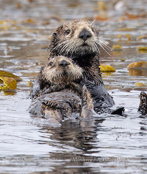 a bird swimming in water