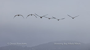 a flock of birds flying over a body of water