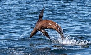 a dog swimming in a body of water