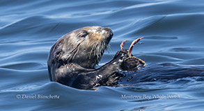 a bird swimming in water