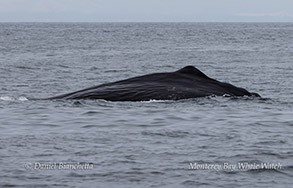 a whale jumping out of the water