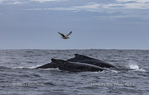 a bird flying over a body of water