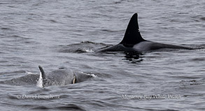 an animal swimming in the water