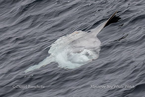 a bird swimming in water next to the ocean