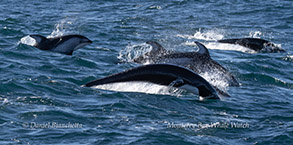 a flock of seagulls are swimming in the water