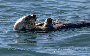 a dog swimming in a body of water