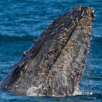 a whale jumping out of the water