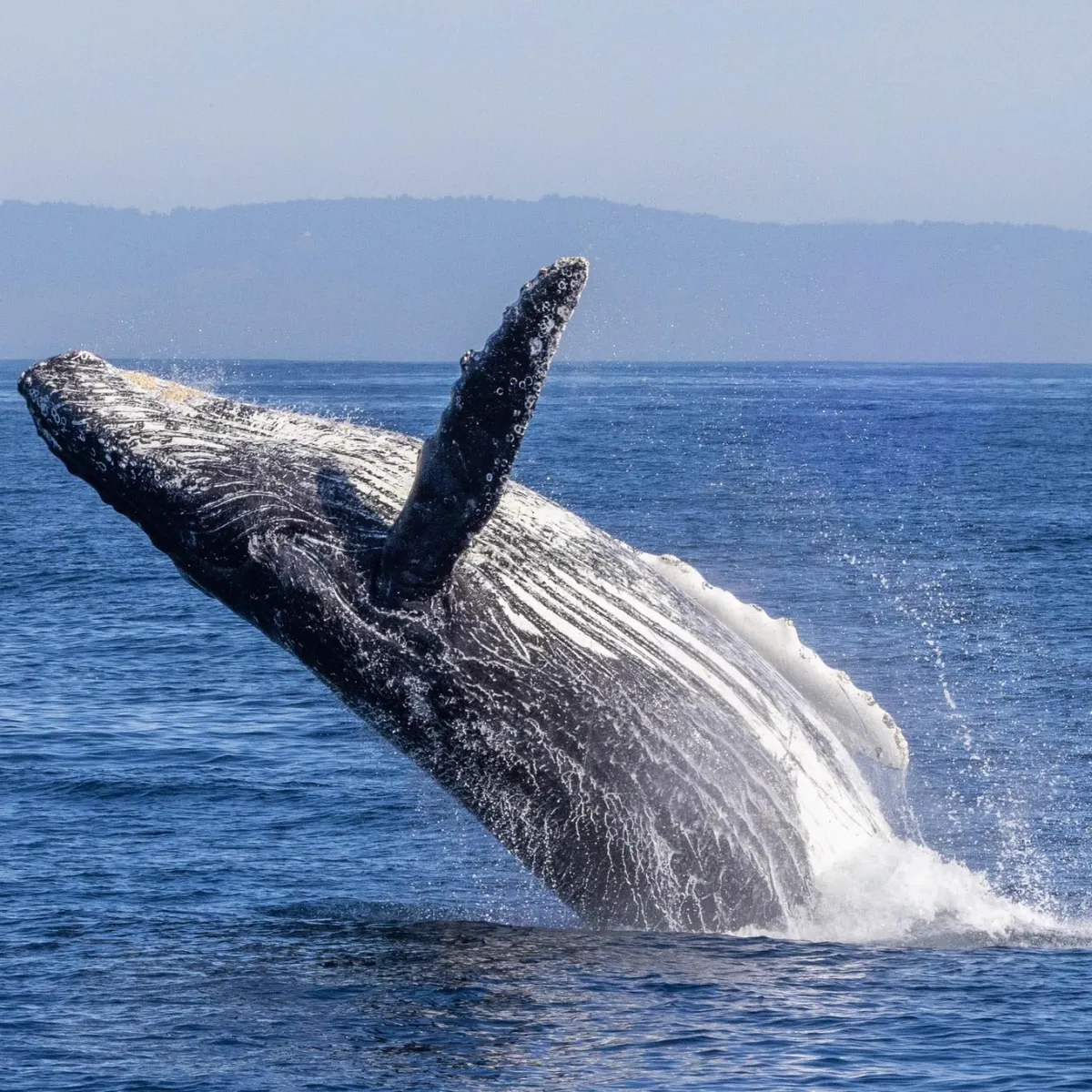 a whale jumping out of a body of water