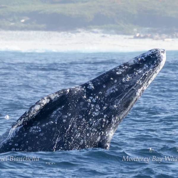 a whale jumping out of the water