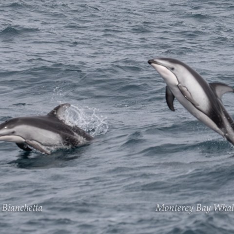 a pair of dolphins jumping out of the water