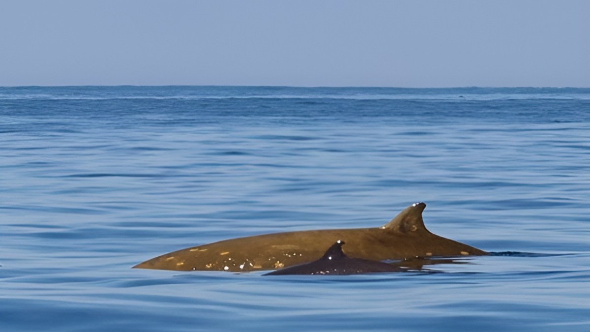 a pair of whales swimming in the water