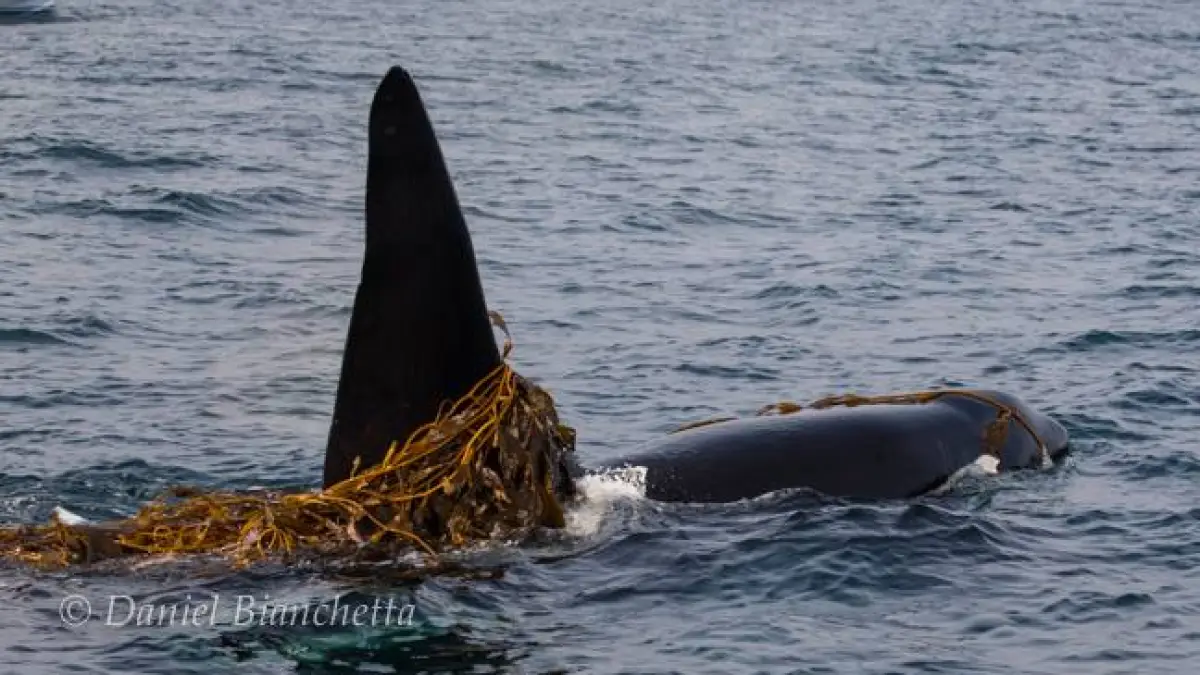 a killer whale swimming in a body of water