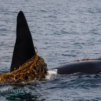 a killer whale swimming in a body of water