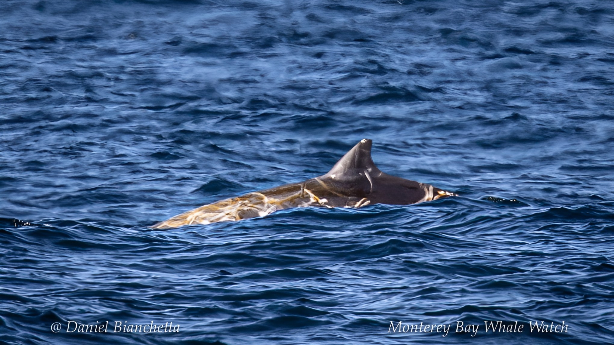 a whale swimming in the water