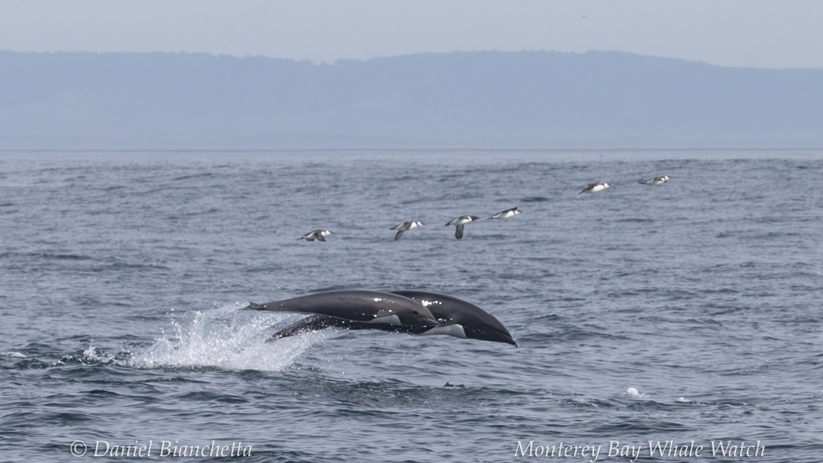 a pair of dolphins jumping over a body of water