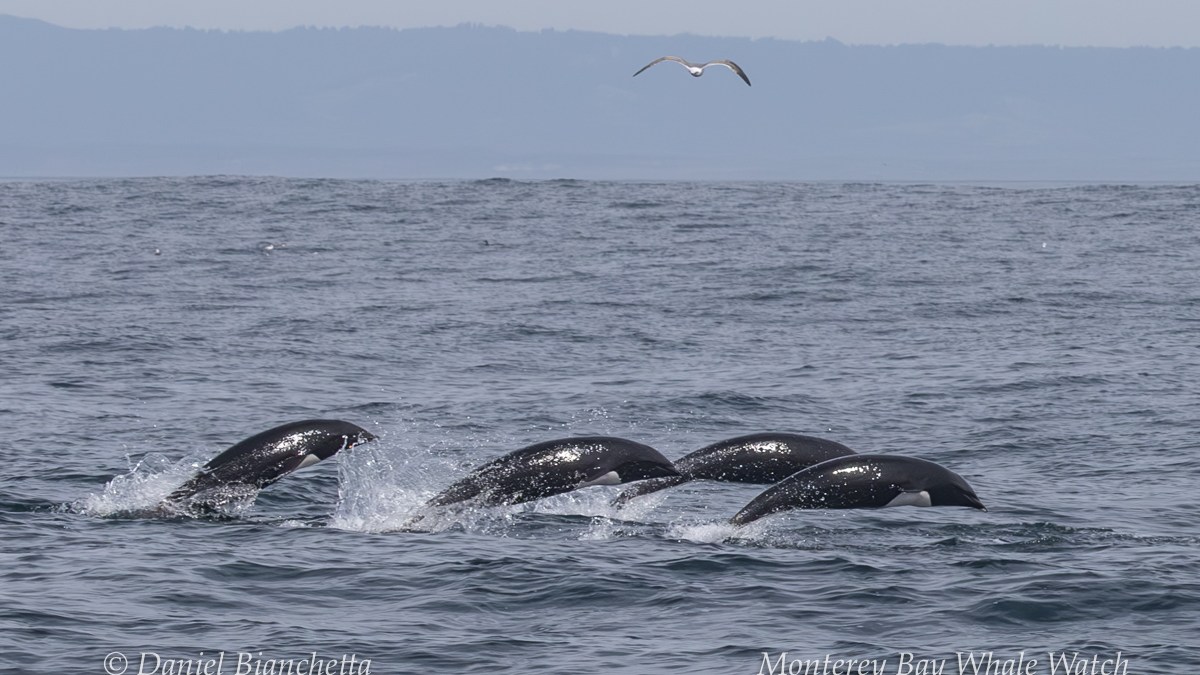 a pod of dolphins jumping over a body of water