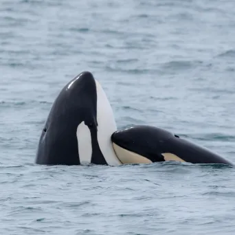 a pair of killer whales in a body of water