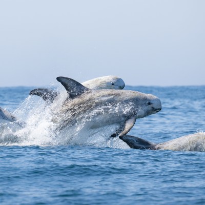 a pod of dolphins in a body of water