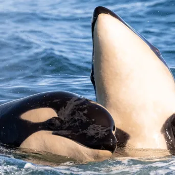 a pair of killer whales in a body of water