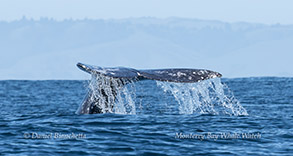 a whale's tail seen above the water
