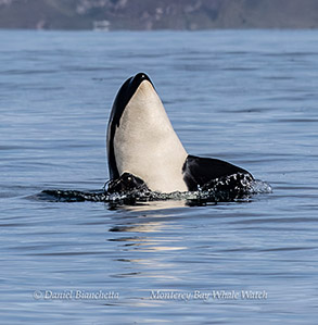 a killer whale's head above the water