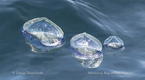 jellyfishes floating on the water