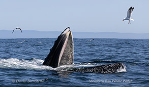 a whale feeding on a body of water