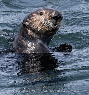 a sea otter swimming in a body of water