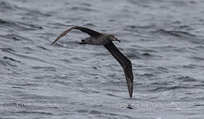 a bird flying over a body of water