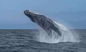a whale jumping out of the water