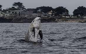 an animal swimming in the water