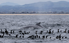 a flock of seagulls standing next to a body of water