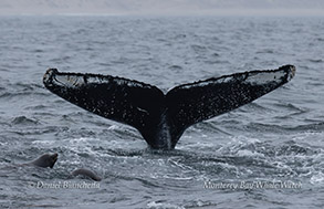 a whale jumping out of the water