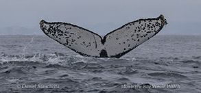 a whale jumping out of the water