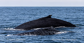 a whale jumping out of the water