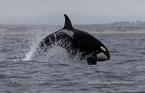 a whale jumping out of the water