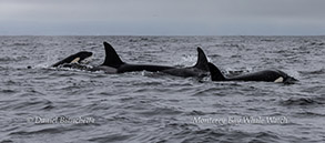 a whale swimming under water