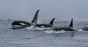 a dolphin jumping out of the water