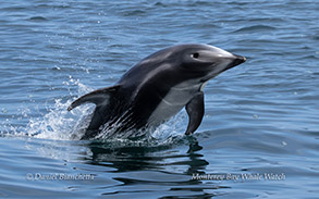 a bird swimming in water