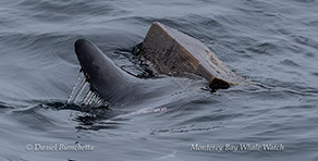 an animal swimming in the water