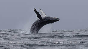a whale jumping out of the water
